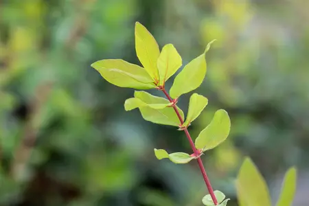 Lonicera kamtschatica - 2.5 Ltr pot - image 5