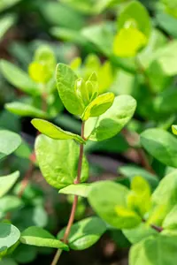 Lonicera kamtschatica 'Duet' - P9 - image 5