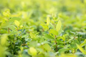 Lonicera kamtschatica 'Duet' - C1.7 - image 2