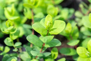 Lonicera kamtschatica 'Duet' - C1.7 - image 3