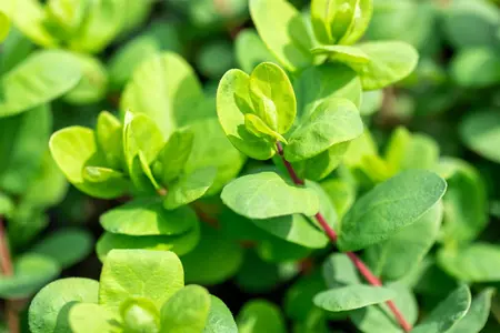 Lonicera kamtschatica 'Duet' - C1.7 - image 5