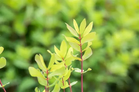 Lonicera kamtschatica 'Woloszebnica' - P9 - image 2