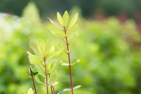 Lonicera kamtschatica 'Woloszebnica' - P9 - image 3