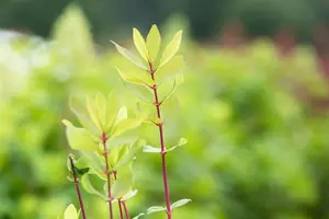 Lonicera kamtschatica 'Woloszebnica' - P9 - image 3