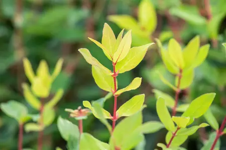 Lonicera kamtschatica 'Woloszebnica' - P9 - image 4