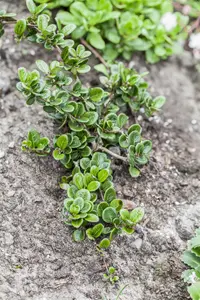 Lonicera 'Little Honey'?