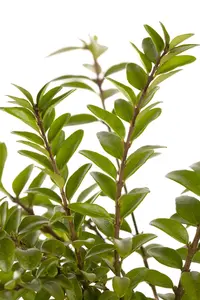 Lonicera nitida 'Elegant'