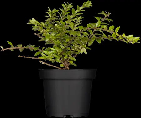Lonicera nitida 'Golden Glow'? - 3 Ltr pot - image 1