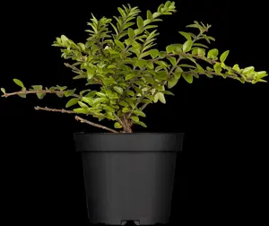 Lonicera nitida 'Golden Glow'?