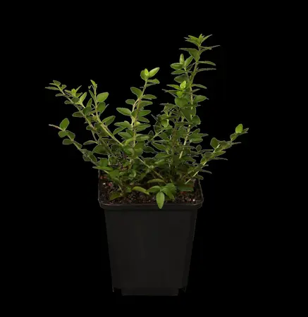 Lonicera nitida 'Maigr?n' - 2 Ltr pot - image 1