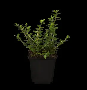 Lonicera nitida 'Maigr?n' - 2 Ltr pot - image 2