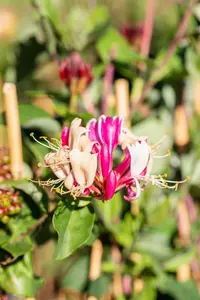 Lonicera periclymenum - C2, single cane (60 cm) - image 4