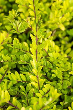 Lonicera pileata 'Purple Pearl' - P13 - image 1