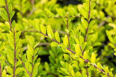Lonicera pileata 'Purple Pearl' - P13 - image 2
