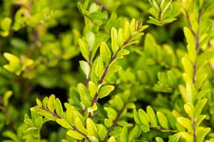 Lonicera pileata 'Purple Pearl' - P13 - image 3
