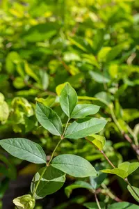 Lonicera purpusii - 30-40 CM C2 - image 4