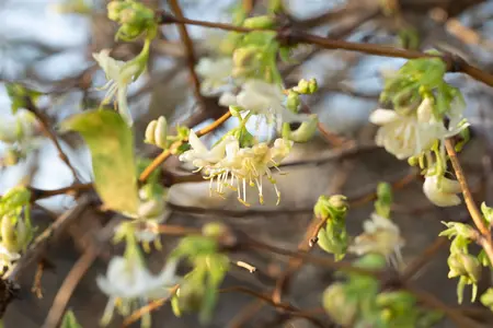 Lonicera purpusii - 30-40 CM C2 - image 2