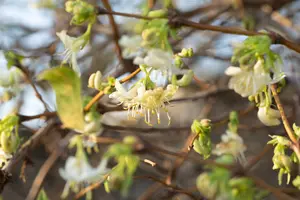 Lonicera purpusii - 30-40 CM C2 - image 2
