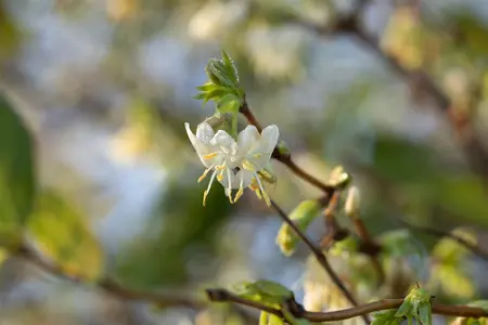 Lonicera purpusii - 30-40 CM C2 - image 3