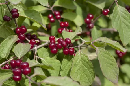 Lonicera 'Scentsation'? - 80-100 CM C3 - image 4