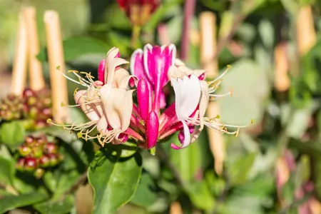 LONICERA SCENTSATION 3L - image 2
