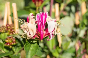 LONICERA SCENTSATION 3L - image 2