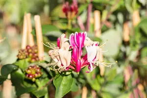 LONICERA SCENTSATION 3L - image 3