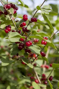 Lonicera tatarica