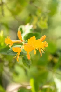 Lonicera tellmanniana - 2 Ltr, single cane - image 5