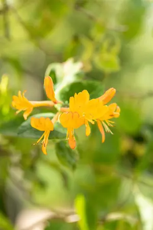 Lonicera tellmanniana - 175-200 CM C7.5 - image 5