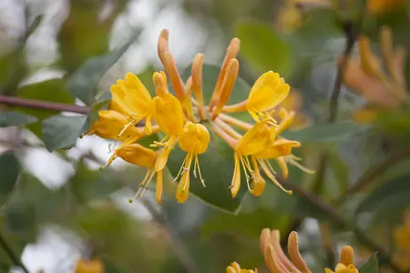 Lonicera tellmanniana - 2 Ltr, single cane - image 2