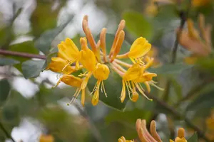 Lonicera tellmanniana - 2 Ltr, single cane - image 2