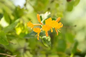 Lonicera tellmanniana - 2 Ltr, single cane - image 4