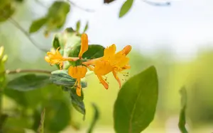 Lonicera tellmanniana - 2 Ltr, single cane - image 3