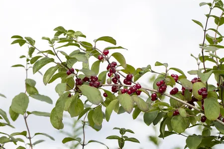Lonicera xylosteum - 10 Ltr pot - image 3