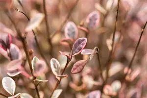 Lophomyrtus 'Magic Dragon'? - 2 Ltr pot - image 4