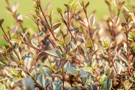 Lophomyrtus 'Magic Dragon'? - 60-80 CM C20 - image 3