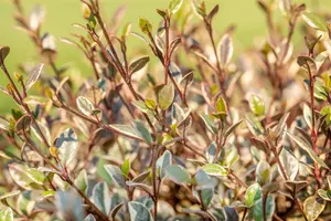 Lophomyrtus 'Magic Dragon'? - 60-80 CM C20 - image 3