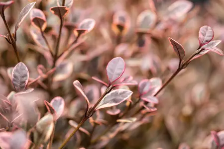 Lophomyrtus 'Magic Dragon'? - 60-80 CM C20 - image 5