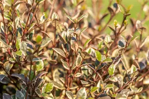 Lophomyrtus ralphii 'Golden Dragon'