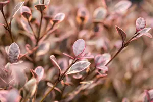 Lophomyrtus ralphii 'Golden Dragon' - 2 Ltr pot - image 5