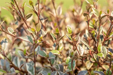 Lophomyrtus ralphii 'Golden Dragon' - P9 - image 2