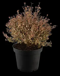 Lophomyrtus ralphii 'Little Star'