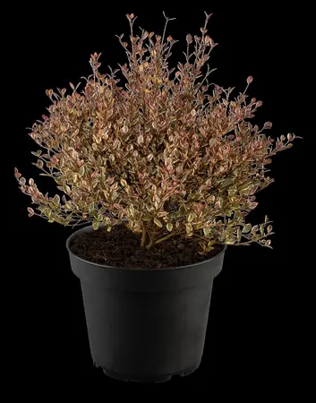 Lophomyrtus ralphii 'Little Star' - 2 Ltr pot