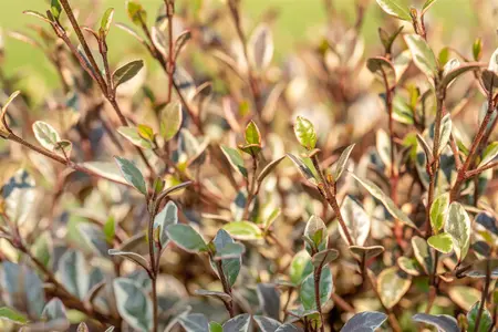 Lophomyrtus ralphii 'Red Dragon' - 100-125 CM C20 - image 2