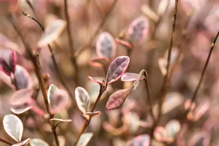 Lophomyrtus ralphii 'Red Dragon' - 100-125 CM C20 - image 4