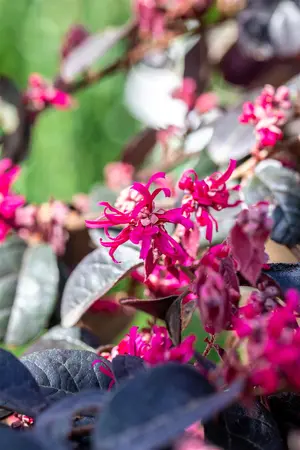 Loropetalum chin. 'Black Pearl'? - 150-175 CM C35 - image 3