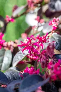 Loropetalum chin. 'Black Pearl'? - 150-175 CM C35 - image 3