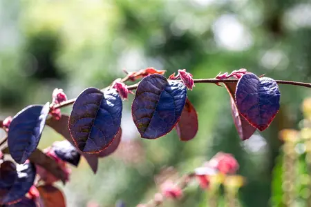Loropetalum chin. 'Black Pearl'? - 60-80 CM C20 - image 1