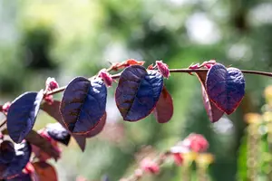 Loropetalum chin. 'Black Pearl'?